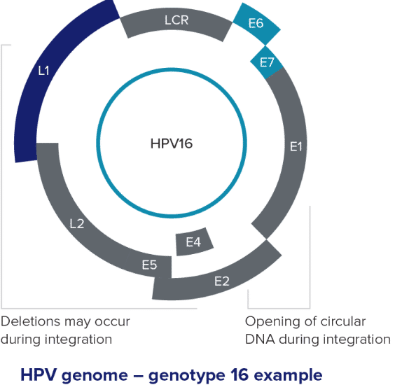 HPV-DNA-integration-1